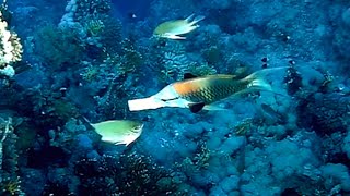 Slingjaw wrasse (Epibulus insidiator) male protrudes jaw, Большеротый губан самец  выдвигает челюсть