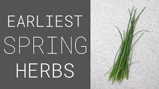 Grow these SPRING HERBS for EARLY Homegrown Food