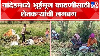 Nanded Farming | नांदेड जिल्ह्यात अवकाळी पावसाची उसंत, भुईमूग काढणीसाठी शेतकऱ्यांची लगबग