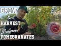 Growing & Harvesting Pomegranates At Home | All You Need To Know