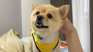 退院してきた飼い主と再会した愛犬の反応が感動的でした…