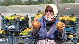 Seralarda köy domatesinde hasat başladı