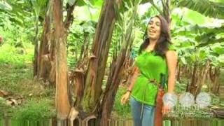 Walking Tree Travel Banana Plantation