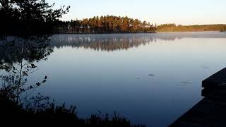 Käki kukkuu, aamusumuinen järvi