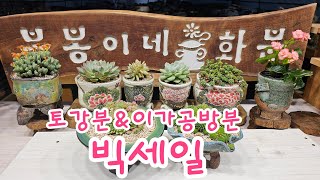 10월5일 #봉봉이네화분#예쁜수제공방분#다육화분#오후영상입니다~