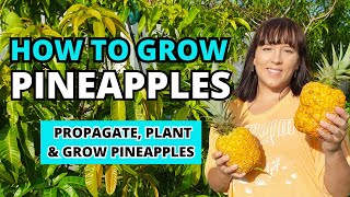 How To Grow LOTS Of Pineapples At Home - The Ultimate #pineapple Growing Guide #garden #homegarden