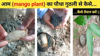 आम को गुठली से कैसे तैयार करें || how to grow mango plant from seeds || mango plant