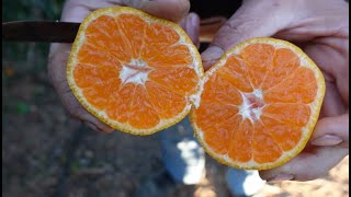 Tres variedades de mandarinas para el otoño, perfectas para casa.