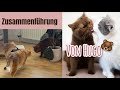 Zusammenführung von HUGO 🐻 | Tipps & Erfahrungen | sinascolorcats