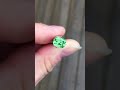 tsavorite garnet 1.47 cts