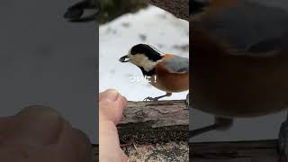 ヤマちゃん、ついに直接食べてくれた！ #ヤマガラ #野鳥 #鳥