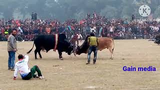 কিংকর vs আলাউদ্দিনের যাদুর প্রদীপ এর লড়াই। যেটা  না দেখলে মিস করবেন।বিশাল গরুর লড়াই।।  Gain media