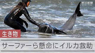 海岸にイルカ32頭打ち上げられる　サーファーら救助活動