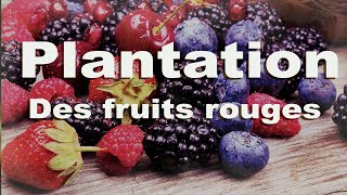 Plantation et Organisation - Des fruits rouges dans mon jardin
