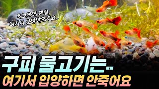 건강한 구피 물고기를 입양하는 구체적인 방법 (물생활 초보 꿀팁)