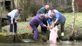 Alexander Göttlicher - Die Pengatz Sau - fränkisch Franken