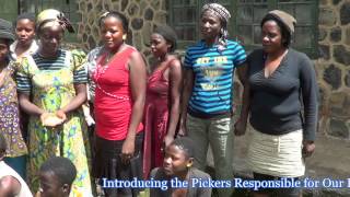 Cameroon Boyo Coffee Pickers