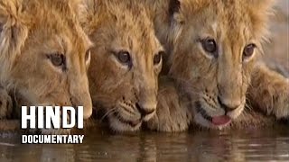 Gir Forest National Park - Wave Hindi Documentary
