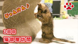 保護19日目。仔猫ふく2回目の猫部屋訪問。ひとりでじゃんけん Cute kitten Fuku, was second visit to Cats room 【瀬戸のふく日記】