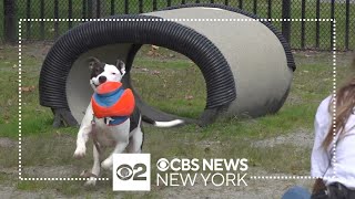 New Jersey animal shelter pleading for help as more animals are abandoned