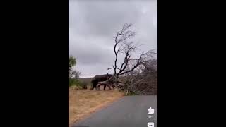 奇！大象巧力推倒大树，阻拦道路