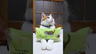 テオブロマ監修　バニラ香るショコラオムレット　のせ猫　250223 #cat #かご猫 #cute #のせ猫 #ねこ #猫のいる暮らし