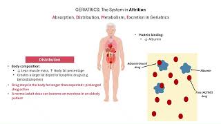 Pediatric vs Geriatric Pharmacology: Why Dosing Is Never One-Size-Fits-All