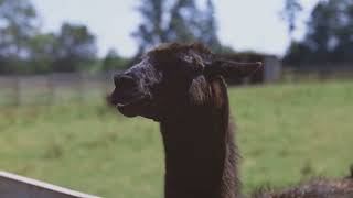 The Science of Spitting: Why Llamas and Camels Have No Manners