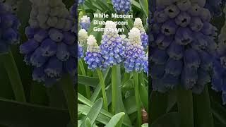 White  Muscari  blue  muscari