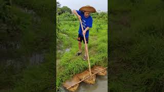 农村古老又特殊的捕鱼方法Ancient and special fishing methods in the countryside  #農村生活 #户外捕鱼  #鄉村生活 #抓鱼 #农村生活