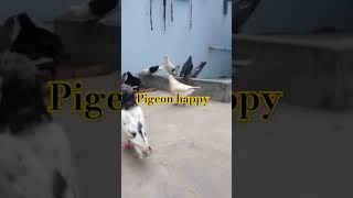 pigeon happy 🕊️🕊️ #shortvideo #pigeonegg #pigeon #pigeonpigeon 13-8-2024