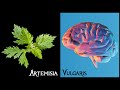 Mugwort Benefits: The Science