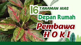 16 Tanaman Hias Depan Rumah Pembawa Hoki