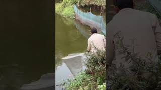 🏞️ 🎣 ପୋଖରୀରୁ ମାଛ ଧରା! ଗାଁରେ ଫିଶ କ୍ୟାଚିଂ | Village Fish Catching | Traditional Odia Fishing #shorts