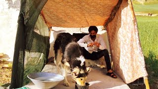 Rebuilding the wolf house: Abu Dhar's efforts for the well-being of his dog
