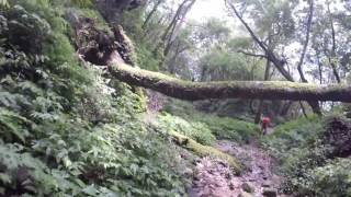 20170624 新北烏來 美鹿山 高腰山 拔刀爾山 10k 400m 6hr