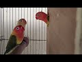 my 1st green euwing opaline split parblue breeding vlog