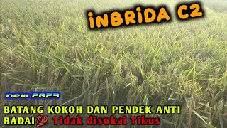 PADI INBRIDA C2 ‼️ Update terbaru menjelang panen