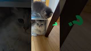 何故か兄猫の箱の上に乗る妹猫 ♡さて妹猫何が目的かな？可愛い子猫にほっこり#子猫 #ミヌエット #猫＃癒し＃マンチカン #ねこ