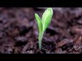 plant time lapse