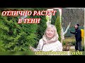 Зеленый уголок в тени. Что выживает без солнца? Где искать туи со скидкой? Обработка сада