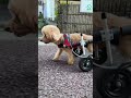 お散歩大好き🐶　 車椅子犬 トイプードル shorts