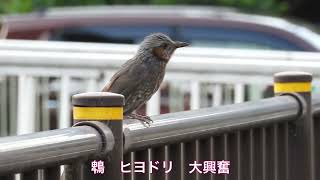 二子玉川Bird sanctuary   野鳥観察図鑑　鵯　ヒヨドリ　朝から大興奮　恋の季節⁉️   2023年7月12日