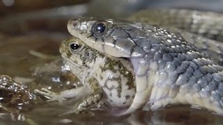 A Surprise for Snakes and Crocodiles - The Cane Toad is the Most Poisonous Toad in the World!