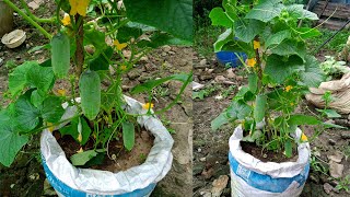 ৪০ দিনে সিমেন্টের বস্তায় শসা চাষ করার পদ্ধতি - Cucumber Cultivation Process