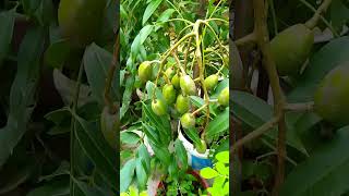 আমার গাছের আমরা ফল🌿#foryou #food #viralvideo #like #subscribe #fruits #tree #comments #music #love