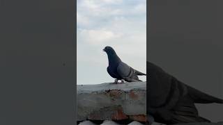 shahjahanpuri pigeon amazing landing 🛬 part 7 | #pigeon #kabootar #shortsfeed #shorts