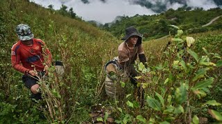 Narcos Colombia - La conquista dei territori indigeni