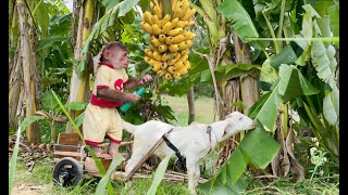 Cutis Farmers & Goats Harvest Banana Sell Buy Water Feed Mom