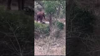 சாலையில் நடமாடிய காட்டுயானை எதிரில் இருந்த இருசக்கர வாகனத்தை காலால் மிதித்து தள்ளிய காட்சி!